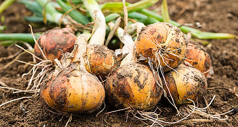 Onions with attached roots and green leaves are laid on the soil.