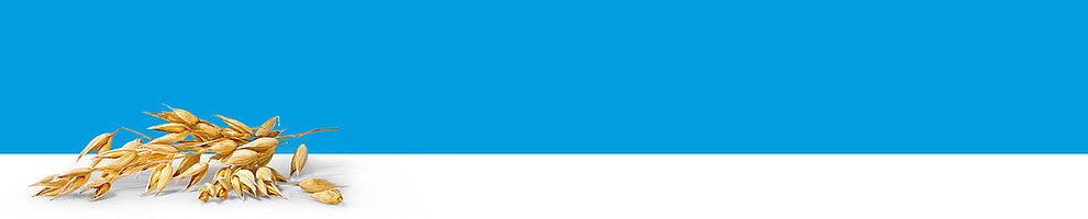 A bunch of golden-yellow grains or seeds is placed on a white surface against a blue background.