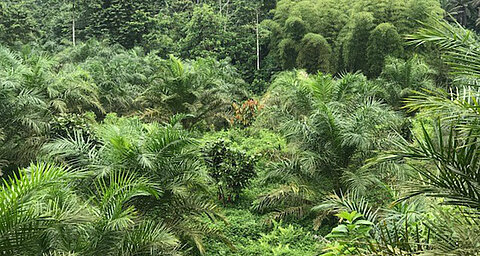 A dense tropical forest with various types of vegetation.
