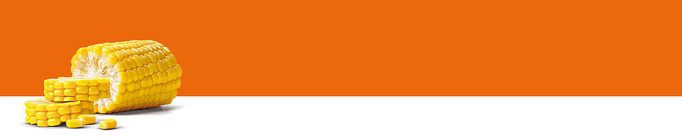 A corn cob with kernels is presented against a white background.