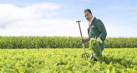 A man in green attire stands in a field, holding a pitchfork and a bunch of green plants, with a cornfield in the background.