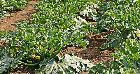 A close-up view of green plants with yellow flowers growing in a field.