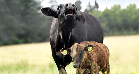 Two cows, one black and one brown, stand in a grassy field with trees in the background.