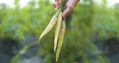 A hand holds a bunch of yellow carrots against a blurred green background.