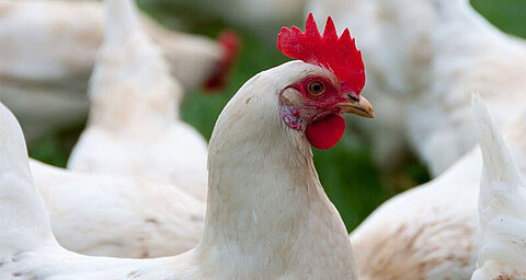 A white chicken with a red comb and wattle stands prominently in the foreground, surrounded by other white chickens.