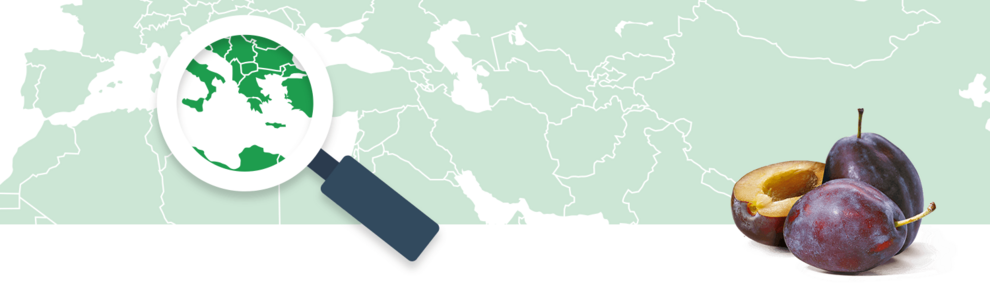 A magnifying glass focuses on a region of a world map, while plums are displayed to the right.