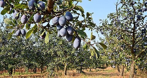 A fruit-bearing tree with ripe fruits in a field.
