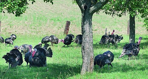 A flock of turkeys forages in a grassy field with trees and a fence in the background.