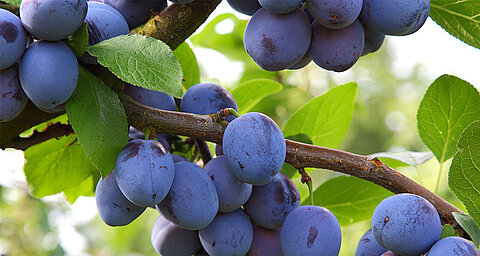 A close-up of ripe blue fruits on a tree branch with green leaves.