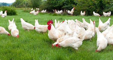A flock of white chickens with red combs and wattles graze on a green field.