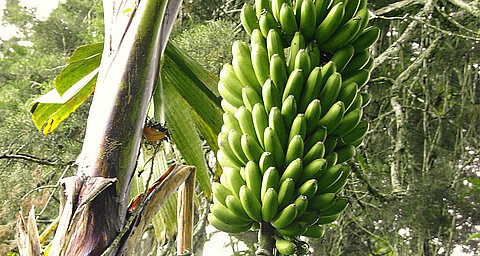 A large cluster of green bananas hangs from a tree amidst a backdrop of dense foliage.