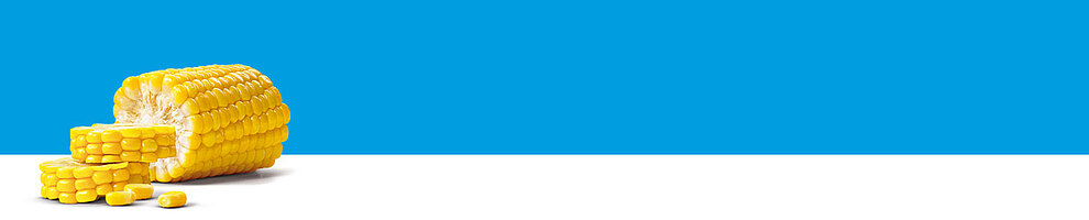 A corn cob with kernels is presented against a blue background.