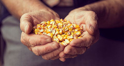 A pair of hands holds a collection of yellow and red kernels.