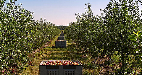 An apple orchard with crates filled with apples.