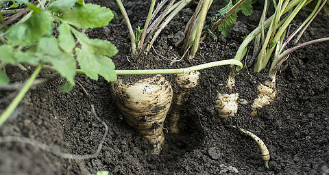 A close-up view of a plant with roots emerging from the soil.