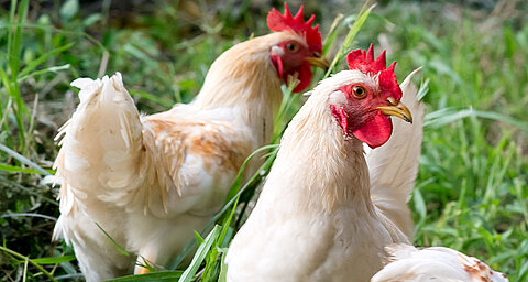 Two chickens with red crests and white feathers are standing in a grassy field.