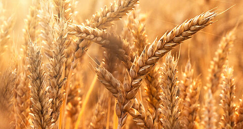 Golden wheat stalks stand tall in a field bathed in sunlight.
