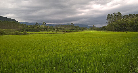 A vast green paddy field stretches out towards a dense forest and mountain range under a cloudy sky.