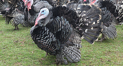 Several turkeys with black and white feathers are displayed on a grassy field.