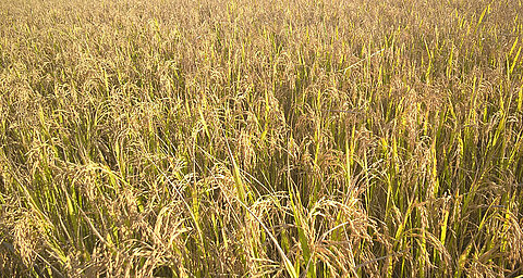 A field of tall, golden-yellow grasses bathed in sunlight.