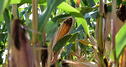 A corn cob, partially encased in its husk, stands amidst a field of green and brown leaves.