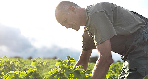 A man bends over in a field, tending to green plants.