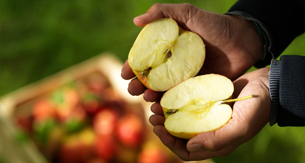 A pair of hands holds a freshly cut apple half, with a blurred background of a wooden crate filled with more apples.