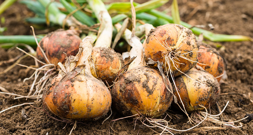 Onions with attached roots and green leaves are laid on the soil.