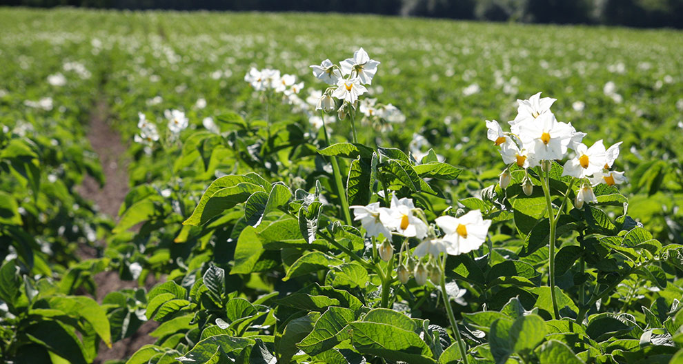 A field of green plants with white flowers.