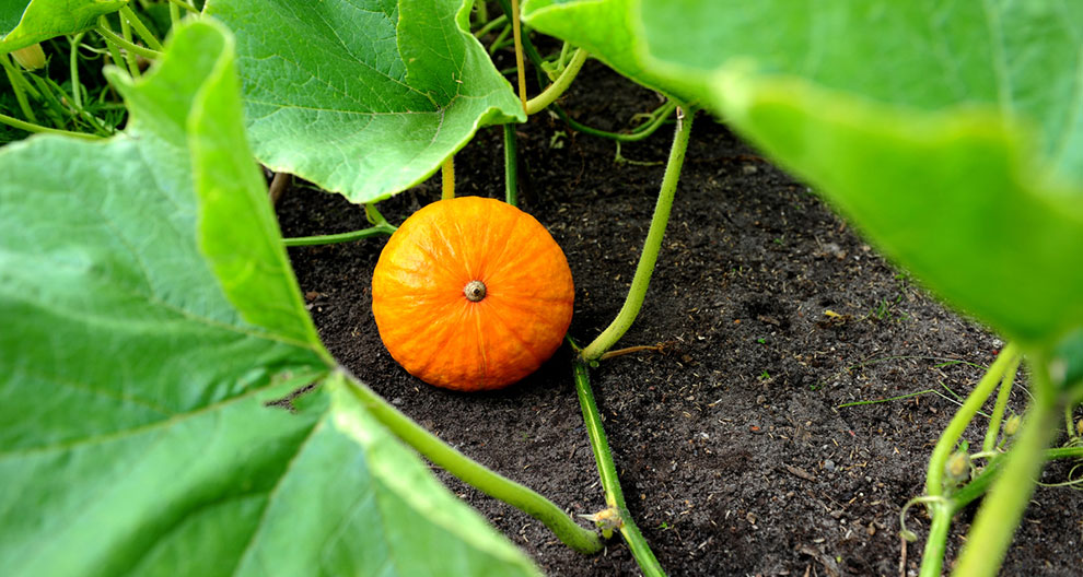 A pumpkin is nestled among green leaves in a garden bed.