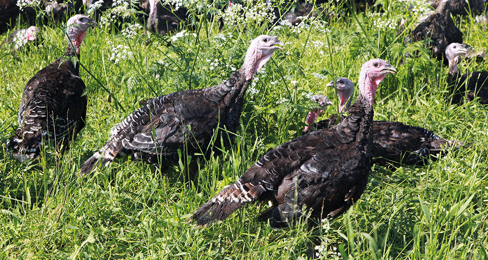 Several turkeys are seen in a grassy field with white flowers.