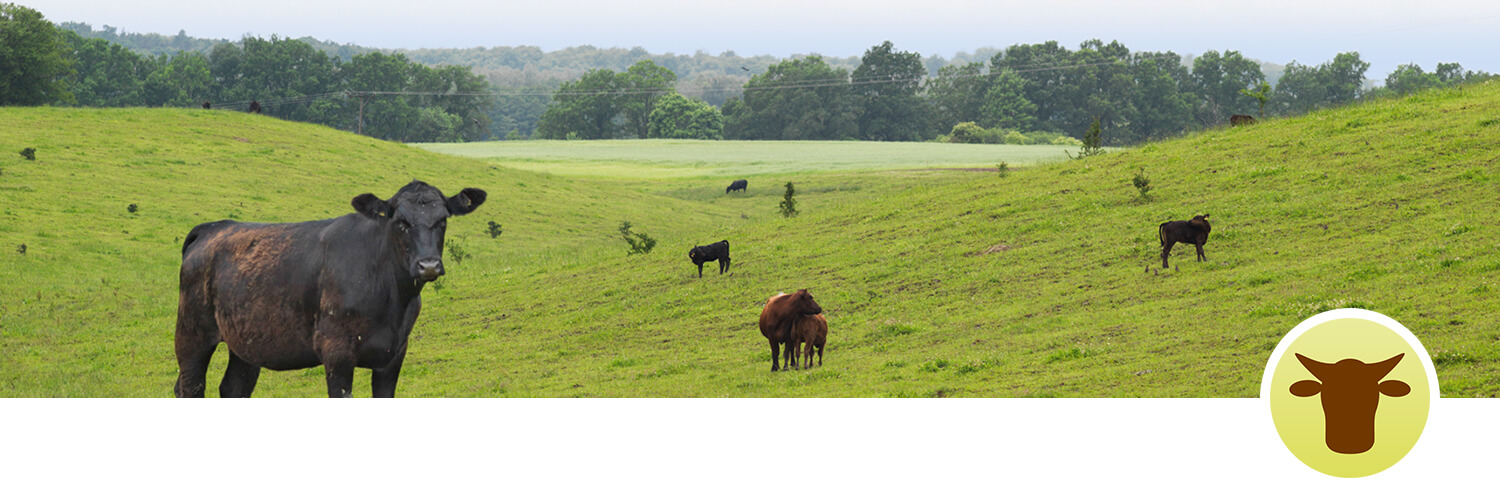 Cows graze on a grassy hillside with trees in the background.