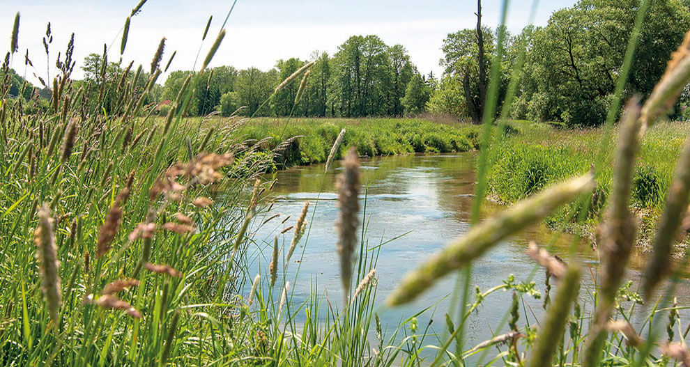 A serene river winds through a lush green landscape, bordered by tall grasses and trees.