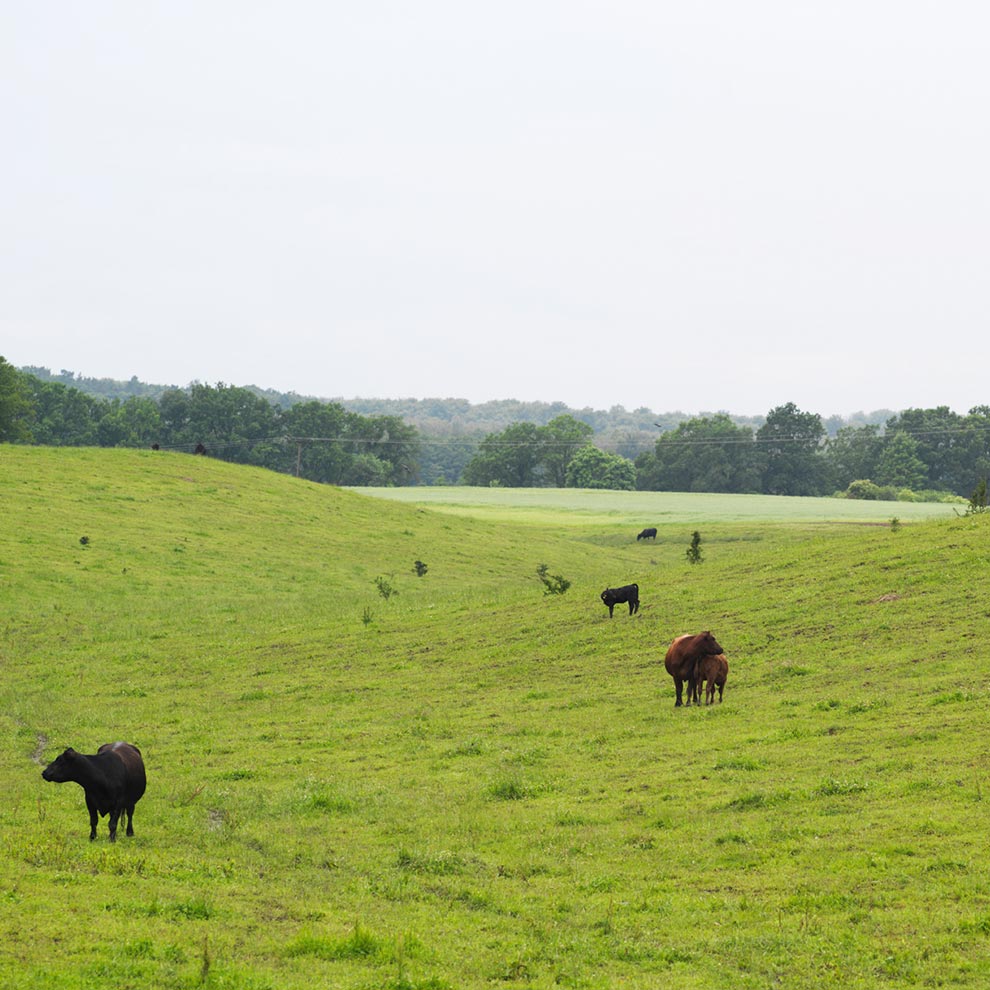 Cows graze on a grassy hillside.