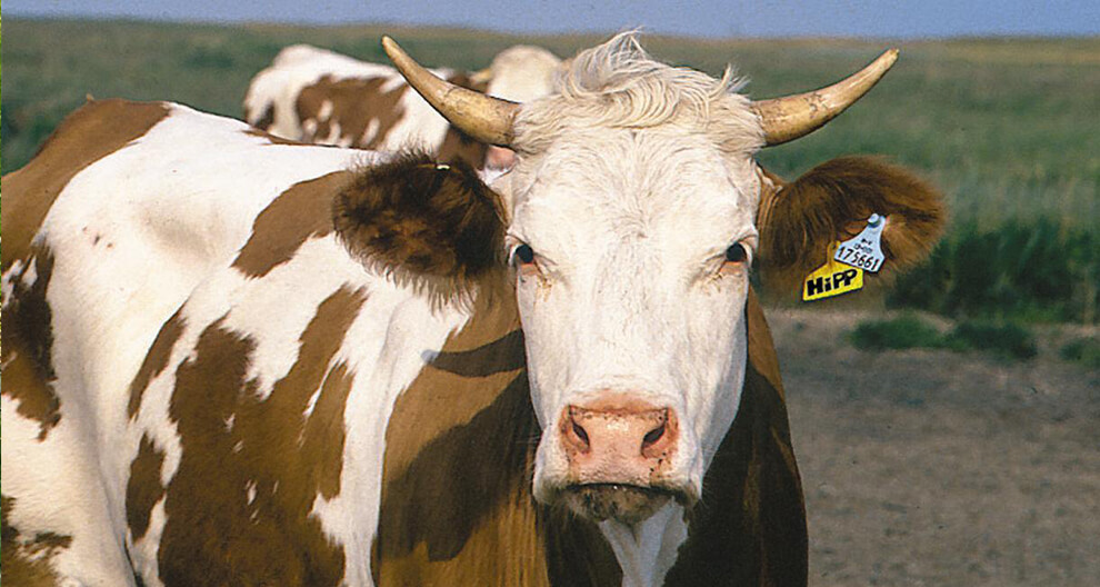 A cow with a white face and brown patches stands in a field.