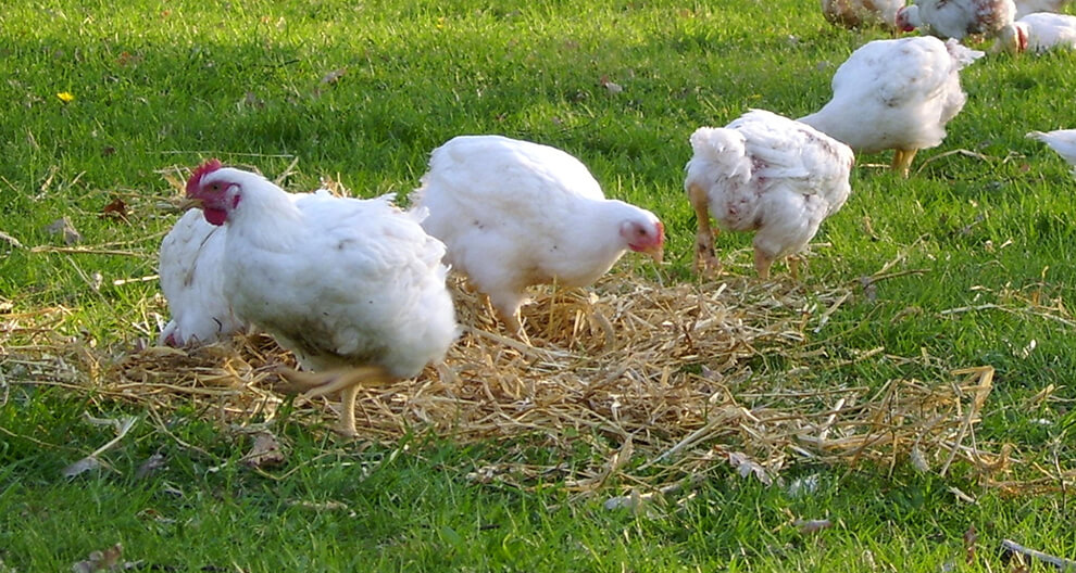Several white chickens are foraging on a grassy field with a pile of straw.