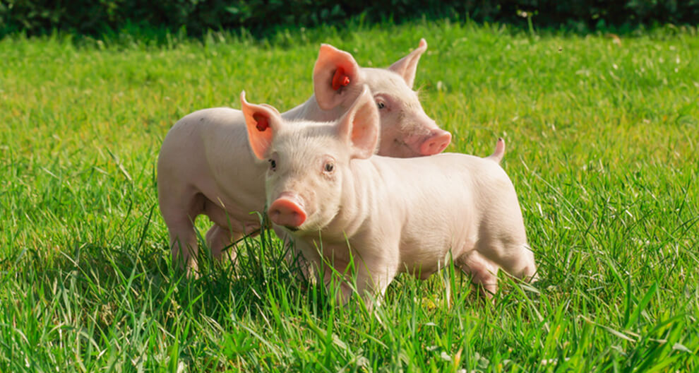 Two pigs stand in a grassy field.